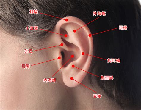 首烏功效 疼痛指數耳洞位置